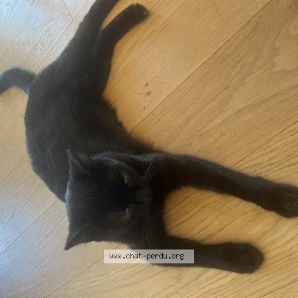 Photo 1/1 Choco Chat perdu à Dardilly