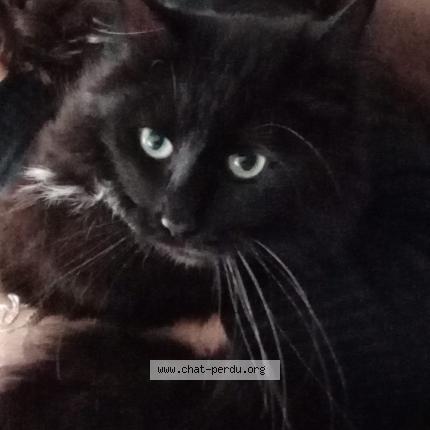 Photo 1/1 Chat retrouvé Perdu à Mesnil raoul
