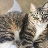 Photo de chat perdu à Lagny Sur Marne