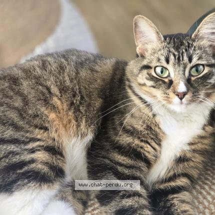 Photo 1/1 Zao Chat perdu à Lagny sur marne