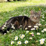 Photo de chat perdu à Saint Jean