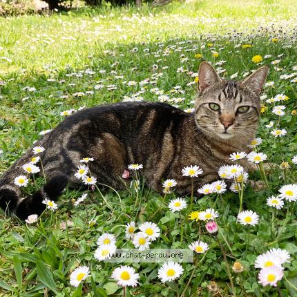 Photo 1/1 Chat retrouvé Perdu à Saint jean