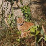 Photo de chat perdu à Tourrettes Sur Loup