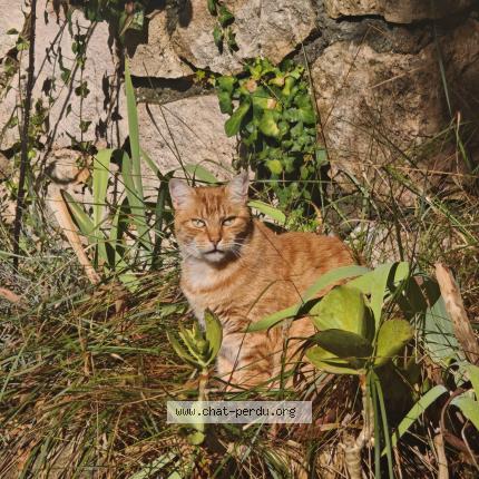 Photo 1/1 Chat retrouvé Perdu à Tourrettes sur loup