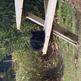 Photo de chat trouvé à Mougins