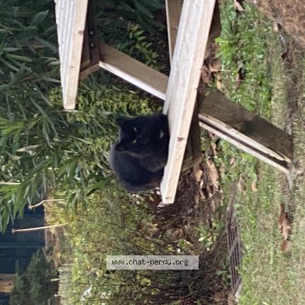 Photo 1/1 Chat trouvé Trouvé à Mougins