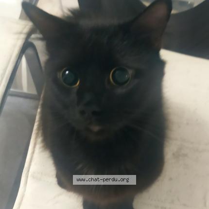 Photo 1/1 Kiko Chat perdu à Auch