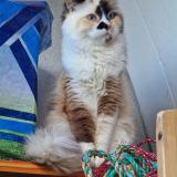 Photo de chat perdu à Marseille