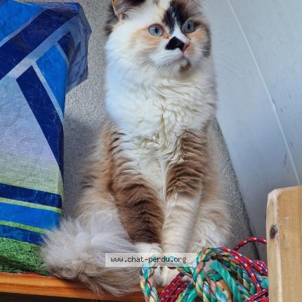 Photo de chat perdu à Marseille