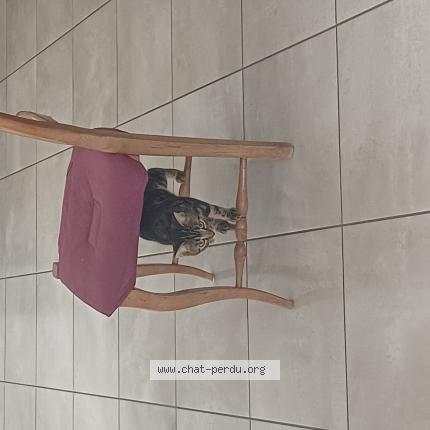 Photo 1/1 Chat retrouvé Perdu à Monnaie