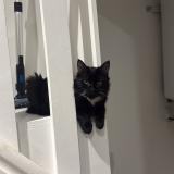 Photo de chat perdu à Bourgoin Jallieu