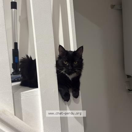 Photo 1/1 Manny Chat perdu à Bourgoin jallieu