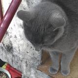 Photo de chat perdu à Grenoble