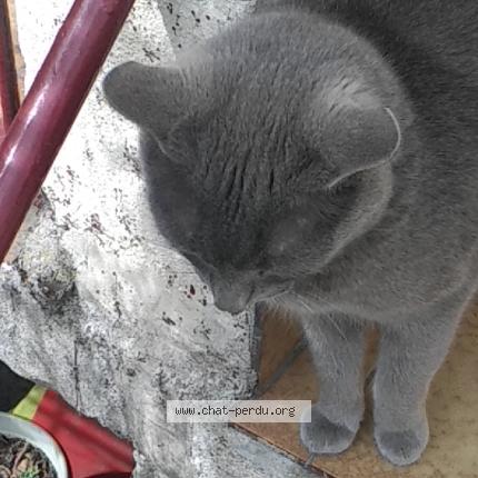 Photo 1/1 Chat retrouvé Perdu à Grenoble