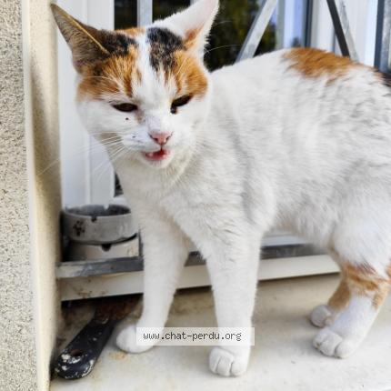 Photo 1/1 Chat retrouvé Perdu à Vouhe