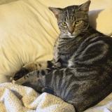 Photo de chat perdu à Albuquerque