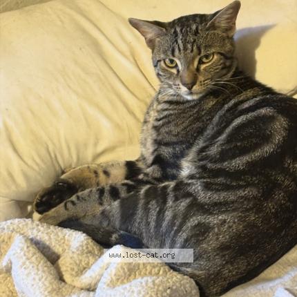 Photo 1/1 Patches Chat perdu à Albuquerque