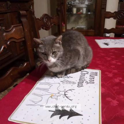 Photo 1/1 Gros pépère Chat perdu à Urcay