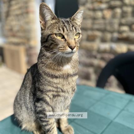 Photo de chat perdu à Folligny