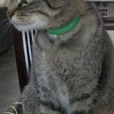 Photo de chat perdu à Viriville