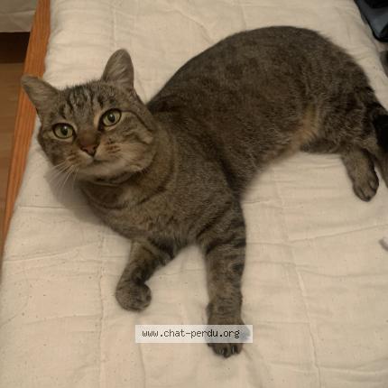 Photo 2/2 Titi Chat perdu à Viriville