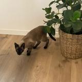 Photo de chat perdu à Idron