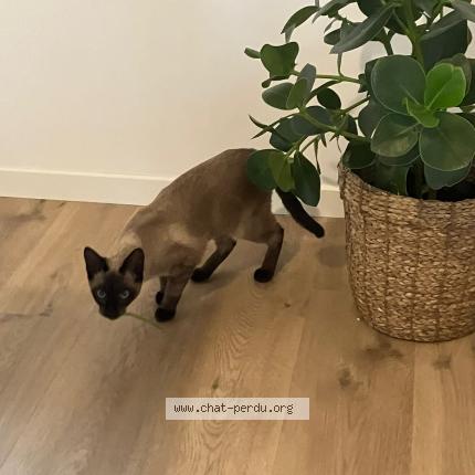 Photo 1/1 Chat retrouvé Perdu à Idron