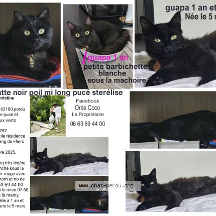 Photo 1/2 Guapa Chat perdu à Rang du fliers