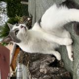 Photo de chat perdu à Lusigny