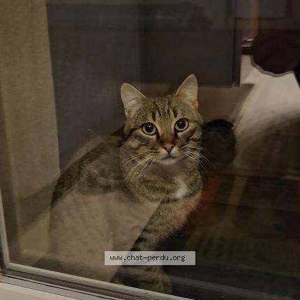 Photo 1/1 Ralf Chat perdu à Saint sulpice le verdon