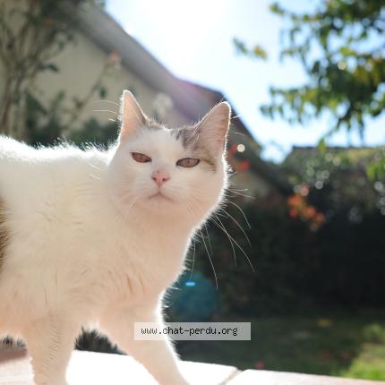 Photo 1/1 Poopie Chat perdu à Ramonville