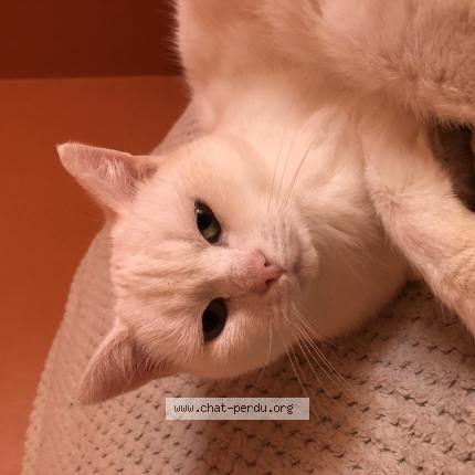 Photo 1/1 Anna Chat perdu à Gourfaleur