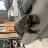 Photo de chat perdu à Frenes Sur Escaut