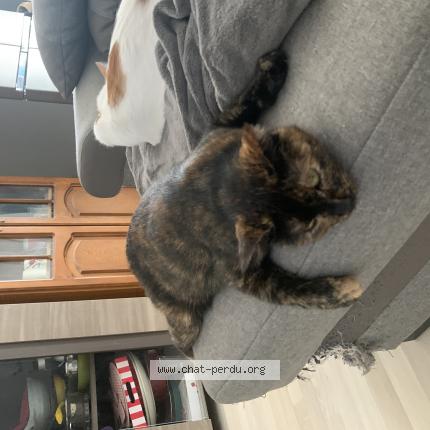 Photo 1/1 Mila Chat perdu à Frenes sur escaut