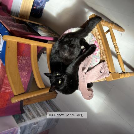 Photo 1/1 Chat retrouvé Perdu à Bretigny Sur Orge