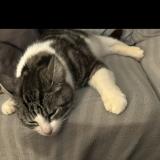 Photo de chat perdu à Cambo Les Bains