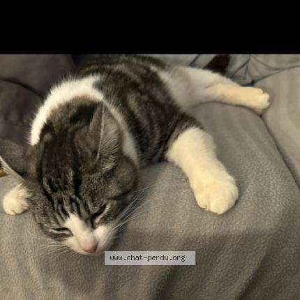 Photo 1/1 Pumba Chat perdu à Cambo les bains