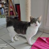 Photo de chat perdu à Routot