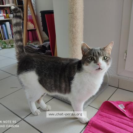 Photo 1/1 addis Chat perdu à Routot