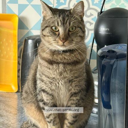 Photo 1/1 pacoh Chat perdu à Le mans