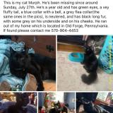 Photo de chat perdu à Old Forge