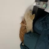 Photo de chat perdu à Grignan