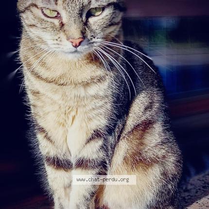 Photo 1/1 Mimine Chat perdu à Nice