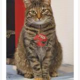 Photo de chat perdu à Mulhouse