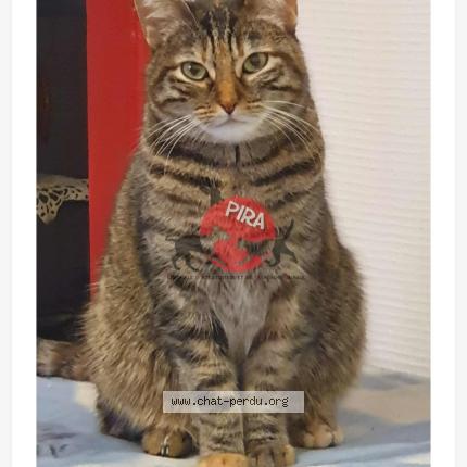 Photo 1/1 Monique Welterlin Chat perdu à Mulhouse