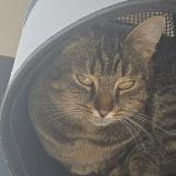 Photo de chat perdu à Magnee