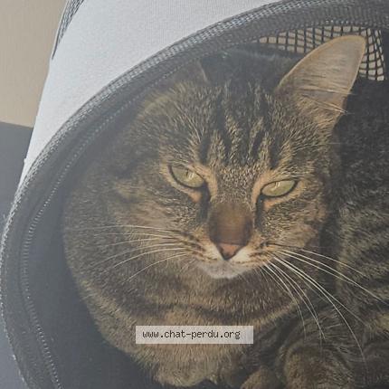 Photo 1/1 Rori Chat perdu à Magnee