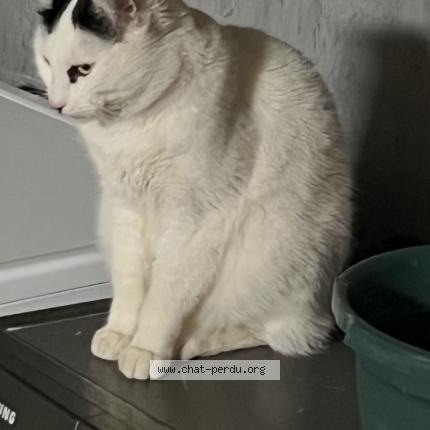 Photo 1/1 Albert Chat perdu à Fronsac