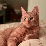 Photo de chat perdu à Chevagny Les Chevrieres