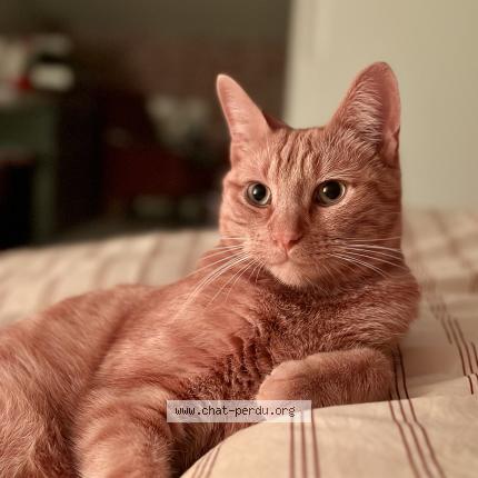 Photo 1/1 Gaston Chat perdu à Chevagny les chevrieres